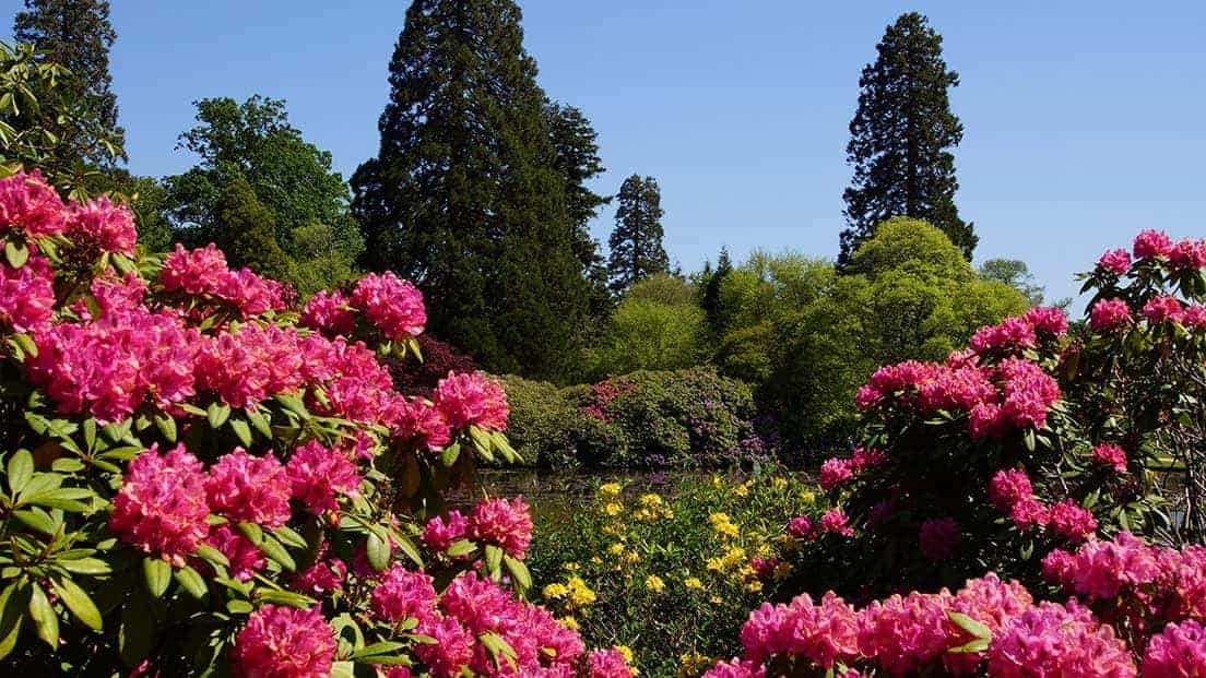 Sheffield Park Gardens